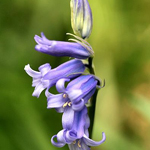 Bluebell