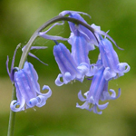 Bluebell