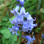 Bluebell