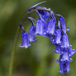 Bluebell