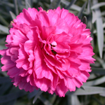 Carnation