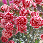 Carnation