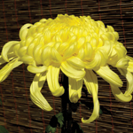 Chrysanthemum