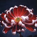 Chrysanthemum