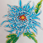 Chrysanthemum