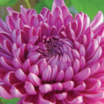 Chrysanthemum