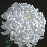 Chrysanthemum