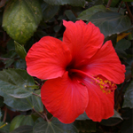 Hibiscus