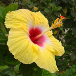 Hibiscus