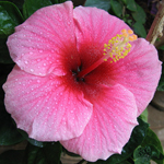 Hibiscus