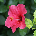 Hibiscus