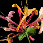 Honeysuckle