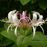 Honeysuckle