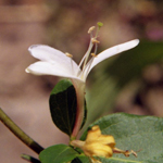 Honeysuckle