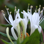 Honeysuckle