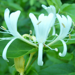 Honeysuckle