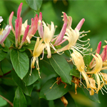 Honeysuckle