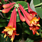 Honeysuckle