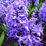 Hyacinth