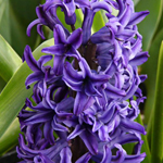 Hyacinth