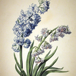 Hyacinth