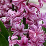 Hyacinth