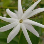 Jasmine