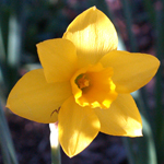 Narcissus