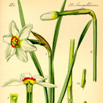 Narcissus