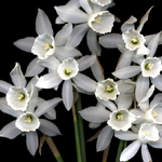 Narcissus