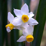 Narcissus