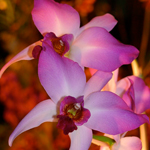 Orchid