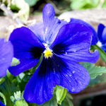 Pansies