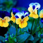 Pansies