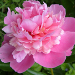 Peony