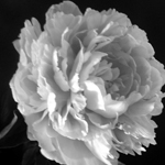 Peony