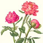 Peony