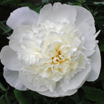 Peony