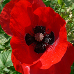 Poppy