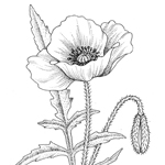 Poppy