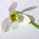 Snowdrop