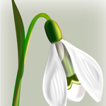 Snowdrop