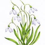 Snowdrop