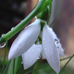 Snowdrop