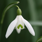 Snowdrop