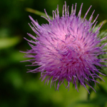 Thistle