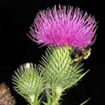 Thistle