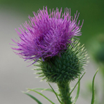 Thistle