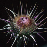 Thistle