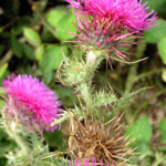 Thistle